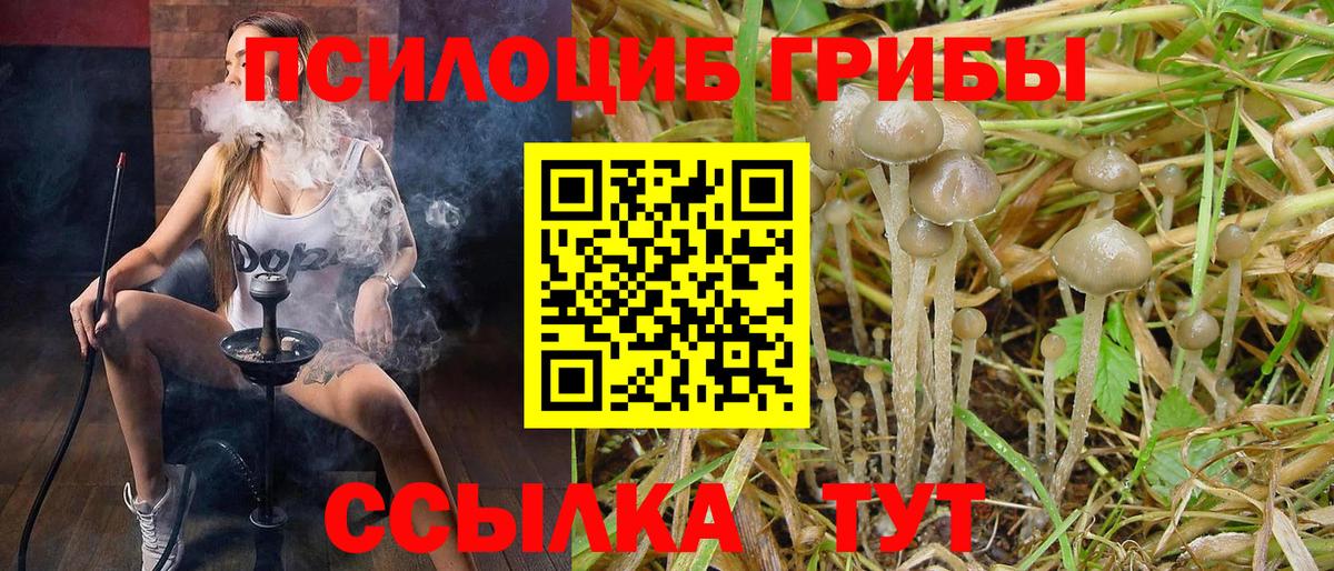 Галлюциногенные грибы Psilocybe Прохладный